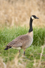 Color stock image of Canada goose
