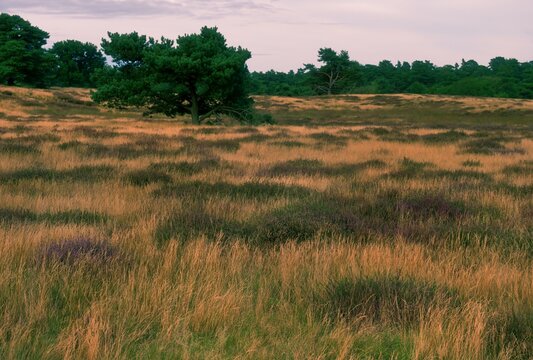 a Pine tree in  a heath landscape in autumn, plants have already faded and the grass has mostly dried up