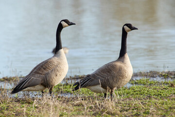 Color stock image of Canada goose