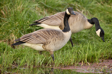 Color stock image of Canada goose