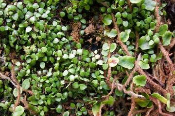 moss plant floor greenery background