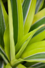 Leaf up close greenery texture background 