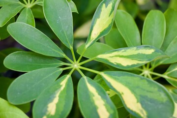 Schefflera Umbrella Plant houseplant leaves up close 
