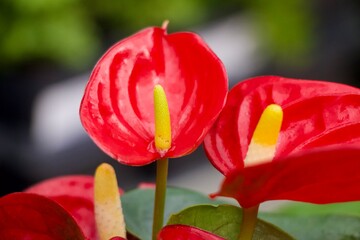 Red Anthurium flower bloom houseplant  