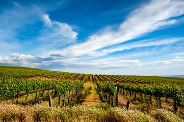 USA, Washington State, Pasco. Rows in a Washington vineyard flourish in spring light.
