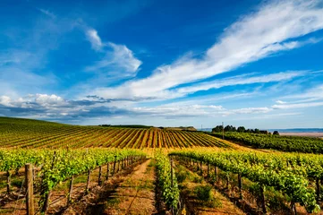 USA, Washington State, Pasco. Rows in a Washington vineyard flourish in spring light.