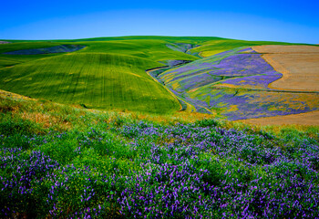 USA, Washington State, Walla Walla. A workhorse cover crop, vetch contributes biomass to a...