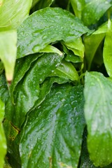 Houseplant leaves up close water