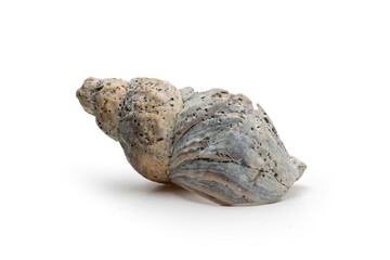 Beautiful Worn and Weathered Whelk Spiral Seashell Broken and Textured Isolated on White Background