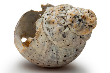 Beautiful Worn and Weathered Whelk Spiral Seashell Broken and Textured Isolated on White Background