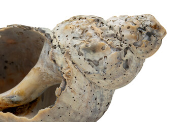 Naklejka premium Beautiful Worn and Weathered Whelk Spiral Seashell Broken and Textured Isolated on White Background