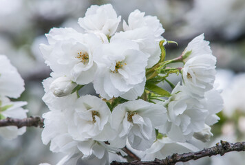 USA, Washington State, Bellevue. Cherry blossoms