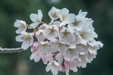 USA, Washington State, Bellevue. Cherry blossoms