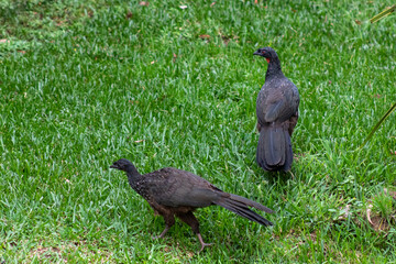 casal de aves Aracuã-escamoso  encontradas em Urubici SC BR