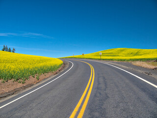 USA, Washington State, Palouse Region. Blacktop road running through canola fields