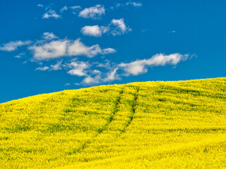 Obraz premium USA, Washington State, Palouse Region. Tracks in canola field