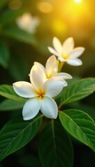 Obraz premium Golden hour illuminates fragrant jasmine blossoms, lush green leaves , botanical, aroma, garden