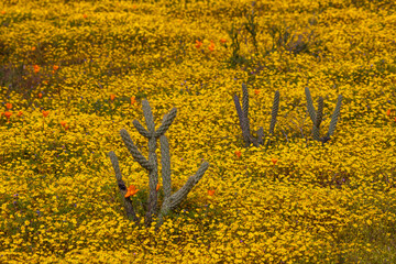 Small Cactus plants surrounded with yellow desert wild flowers in southern California
