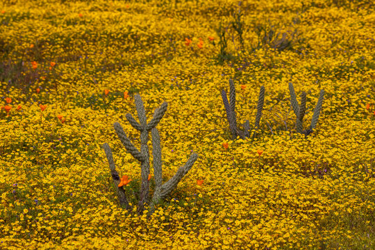 Small Cactus plants surrounded with yellow desert wild flowers in southern California