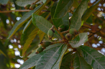 Fototapeta premium Developing fruits nestled among lush green leaves on a warm afternoon in a serene garden