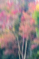 USA, West Virginia, Canaan Valley State Park.