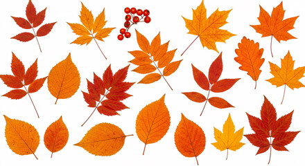 Obraz premium Scattered Autumn Leaves on a White Background