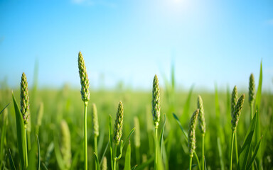 Fototapeta premium Close-up of wheat stalks growing in sunny field