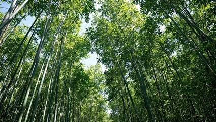 Fototapeta premium Serene bamboo forest with tall green stalks stretching towards the sky evoking tranquility and a sense of nature
