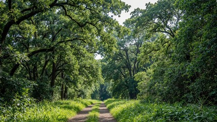Experience the tranquil beauty of a dense oak forest sunlight dances through the canopy onto a winding dirt pathway