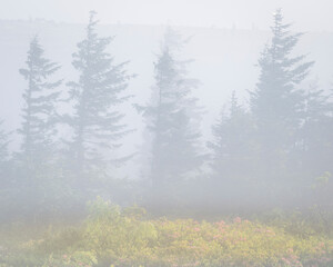 USA, West Virginia, Dolly Sods Wilderness Area. Trees and meadow in fog at sunrise.