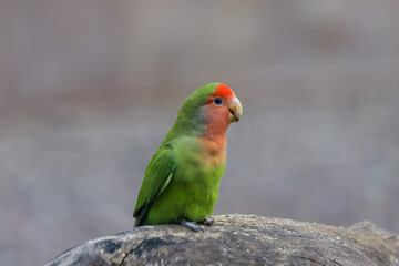 Rosy-faced lovebird close up view with selective focus.