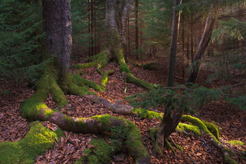 USA, West Virginia, Blackwater Falls State Park. Mossy forest scenic.