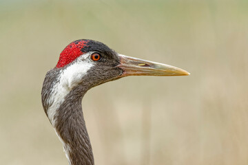 USA, Wisconsin, International Crane Foundation. Sarus crane head profile.