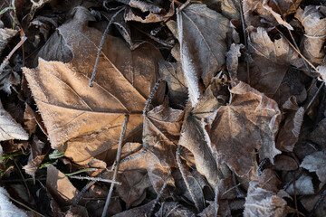 Close-up and background of frozen leaves lying on the ground. The leaves are covered in frost.