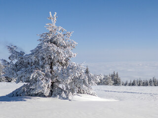 Obraz premium Winter Landscape of Vitosha Mountain, Bulgaria