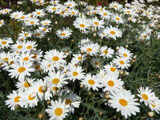 field of daisies