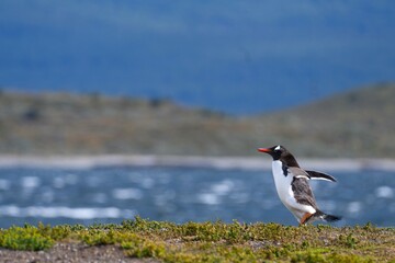 Gentoo Penguin walking on an island in Argentina