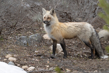 USA, Wyoming, Grand Teton National Park. Adult red fox close-up.