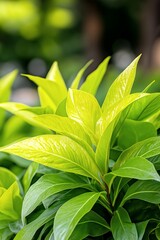 Obraz premium Detailed Closeup of Green Plant Leaves with Intricate Vein Pattern and Delicate Texture in Natural Garden Light