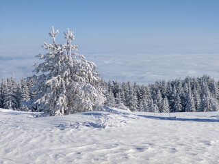 Winter Landscape of Vitosha Mountain, Bulgaria