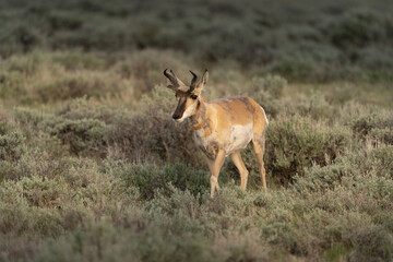 USA, Wyoming, McCullough Peaks Herd Management Area. Pronghorn in sage close-up.