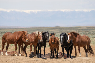Fototapeta premium USA, Wyoming, McCullough Peaks Herd Management Area. Wild horse group close-up.