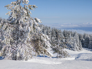 Winter Landscape of Vitosha Mountain, Bulgaria