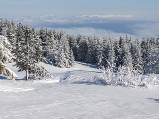 Winter Landscape of Vitosha Mountain, Bulgaria