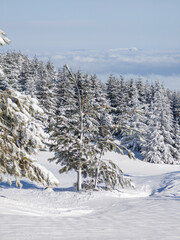 Winter Landscape of Vitosha Mountain, Bulgaria