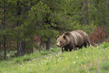 USA, Wyoming, Grand Teton National Park. Grizzly bear sow walking in field.