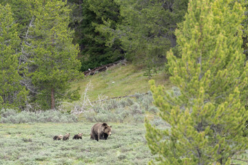 USA, Wyoming, Grand Teton National Park. Grizzly bear sow with cubs.
