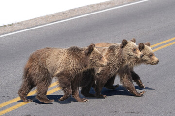 USA, Wyoming, Grand Teton National Park. Three grizzly bear cubs crossing road. © Danita Delimont