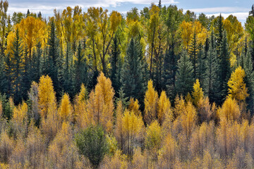 USA, Wyoming. Grand Tetons National Park with backlighting cottonwood and evergreens in golden Fall Color just off of Highway 26