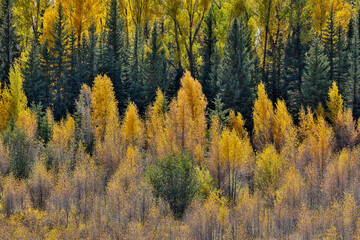 USA, Wyoming. Grand Tetons National Park with backlighting cottonwood and evergreens in golden Fall Color just off of Highway 26
